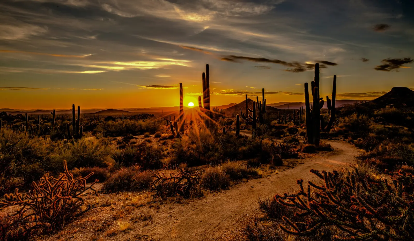 Arizona desert at sunset with saguaro cacti